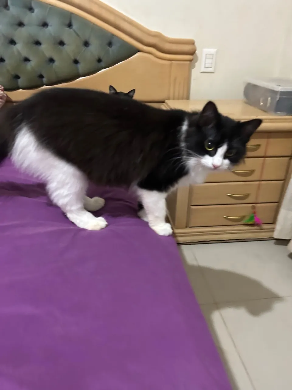 Gata femea adulta