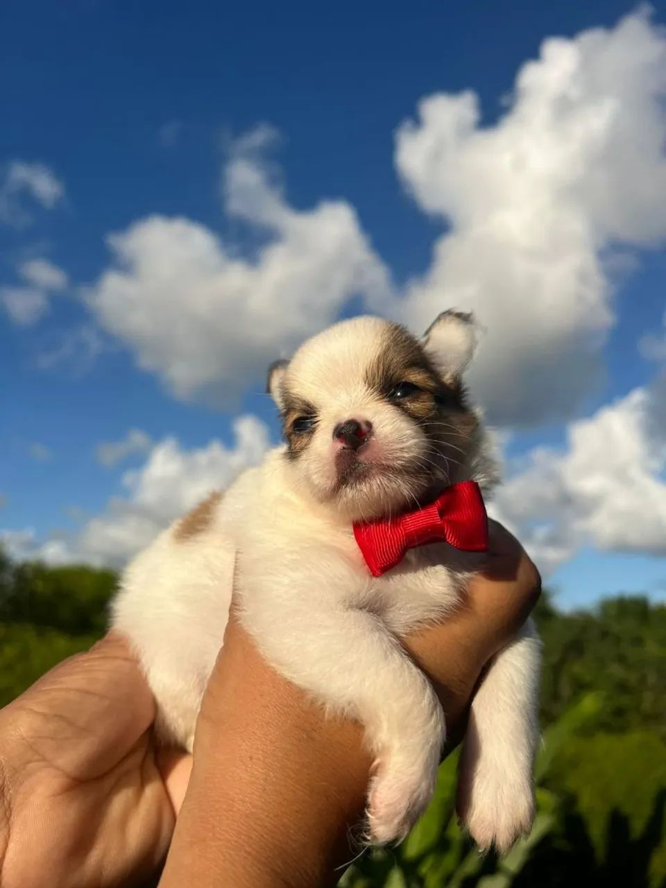 Filhote de Chihuahua pelo longo - Foto 3