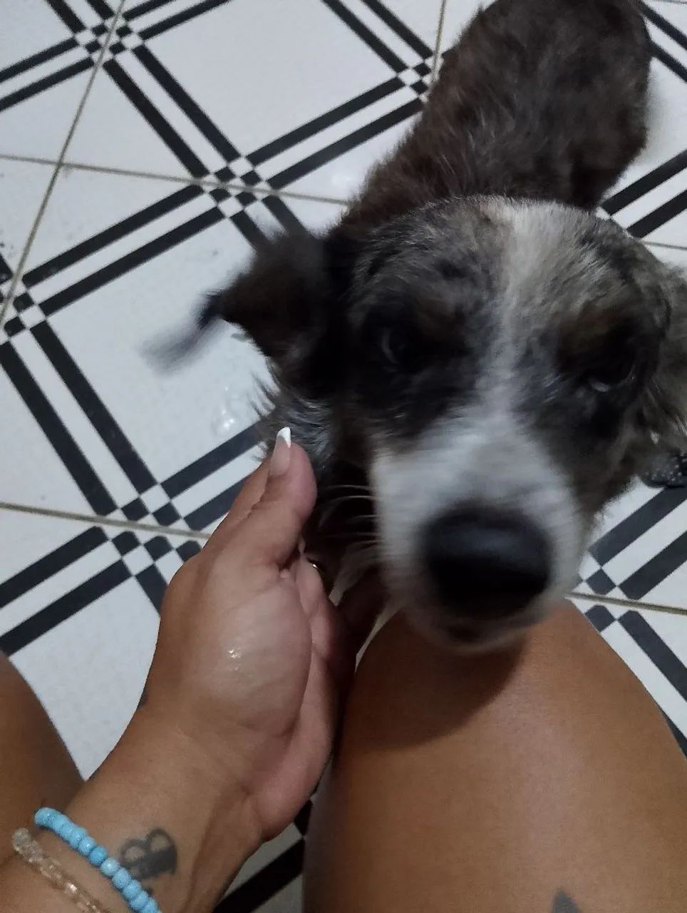 Cão de porte médio para adoção - Foto 2