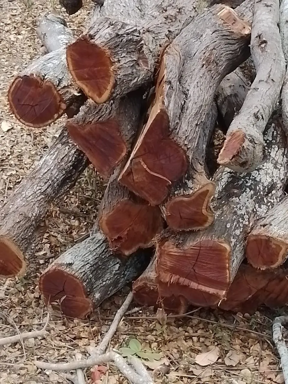 Estacas e mourões de algaroba