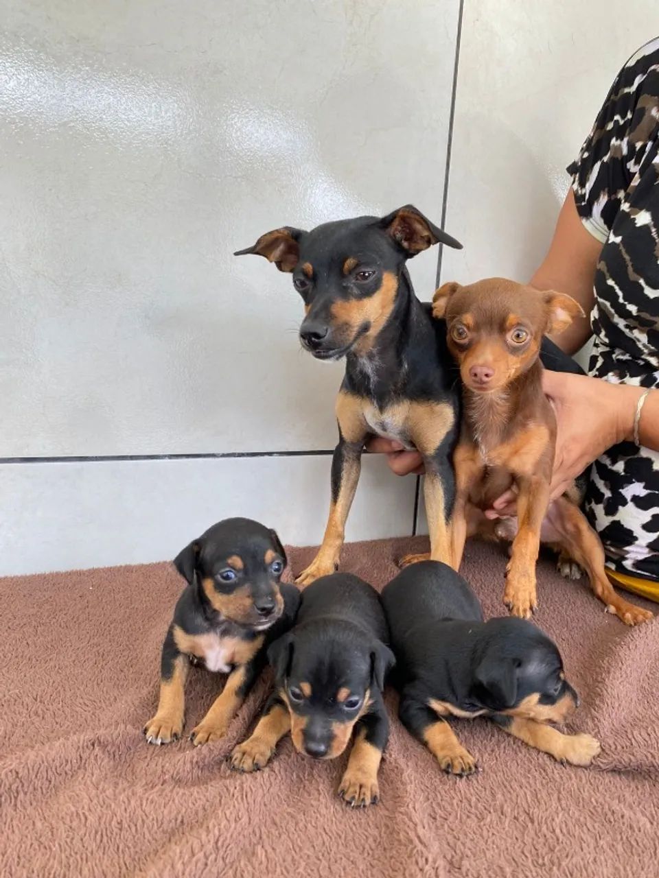 Cachorrinhos Pincher 