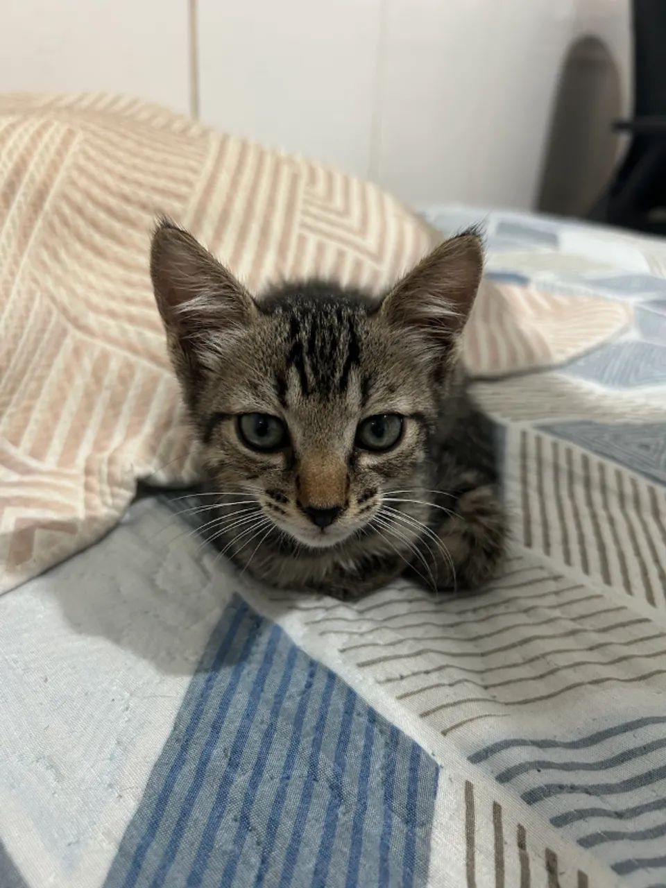 Gatos para Doação - Foto 3