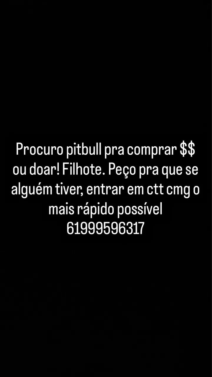 Procuro pitbull pra comprar 