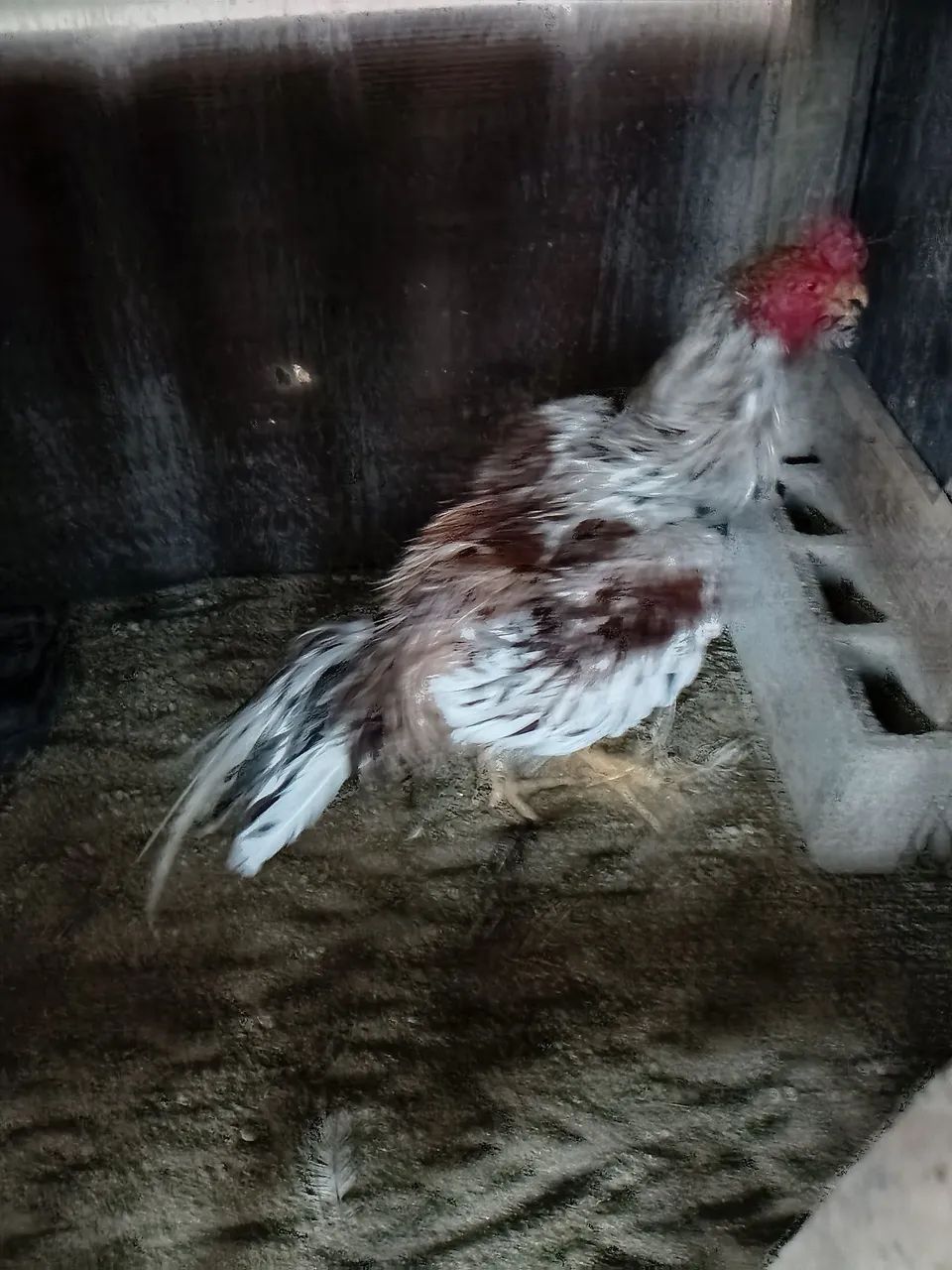 Animais  - Foto 4