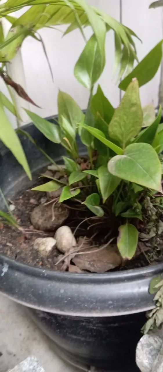 Vendo todas essas plantas  - Foto 3