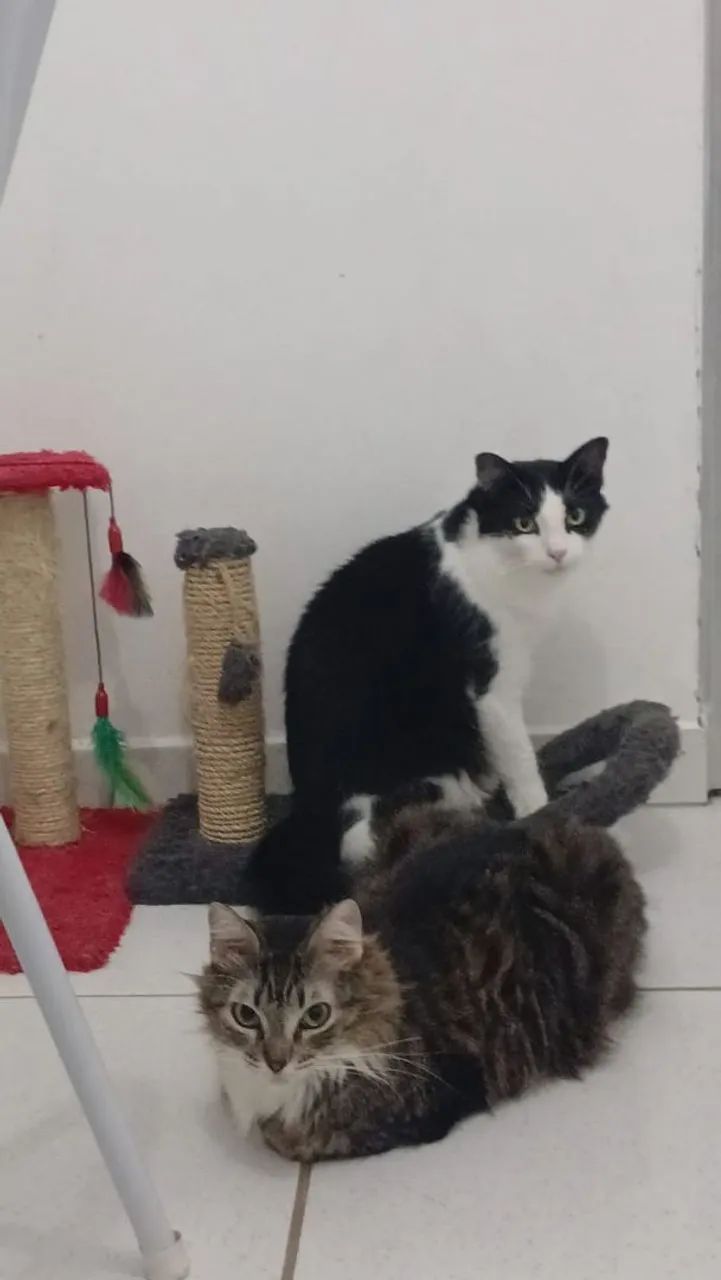 Gatos - Foto 2
