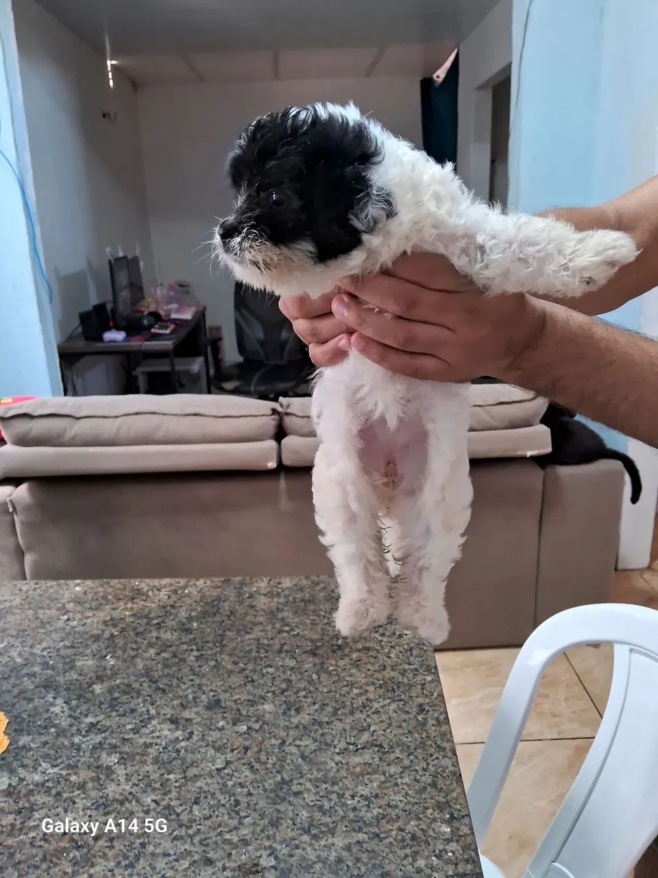 Filhotes de poodle com maltes  - Foto 3