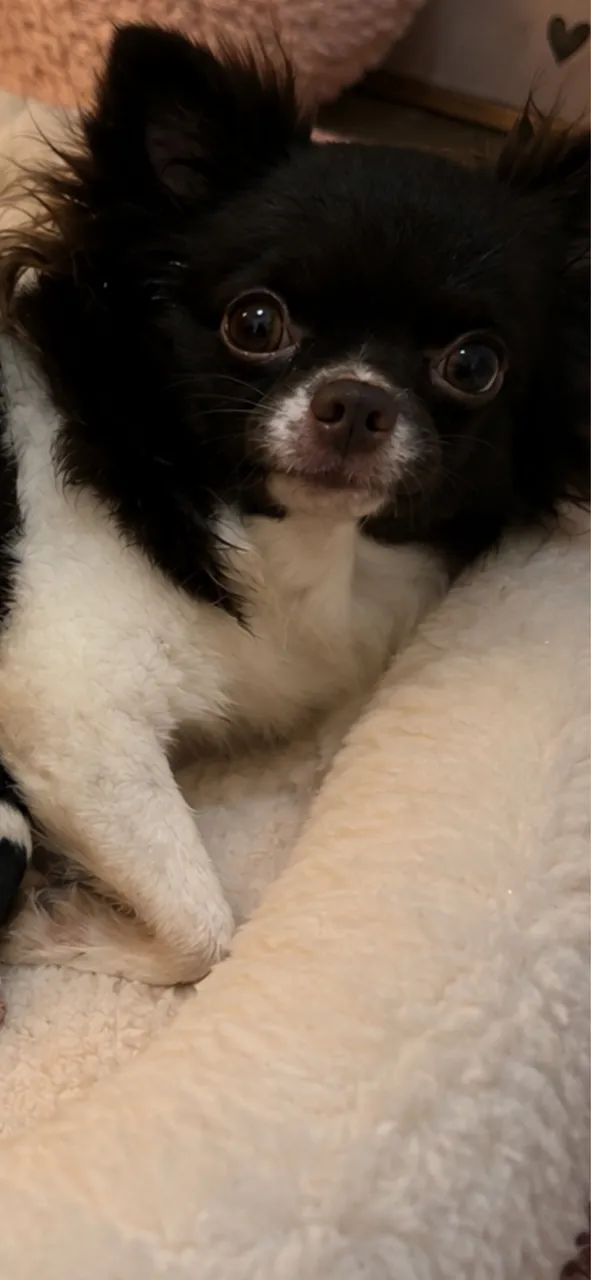 Chihuahua - Foto 3