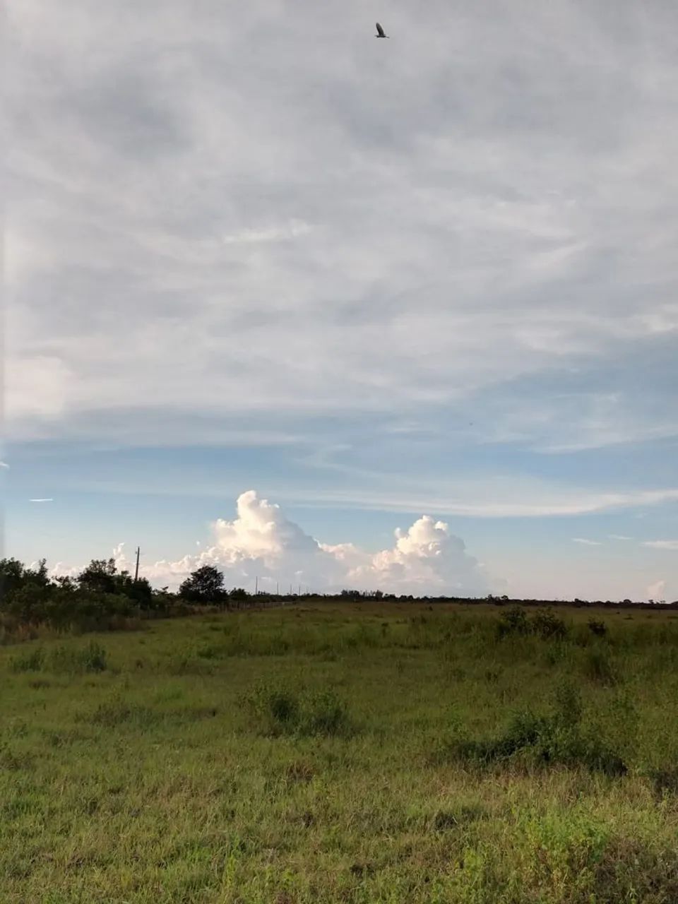 Fazenda a venda  - Foto 4