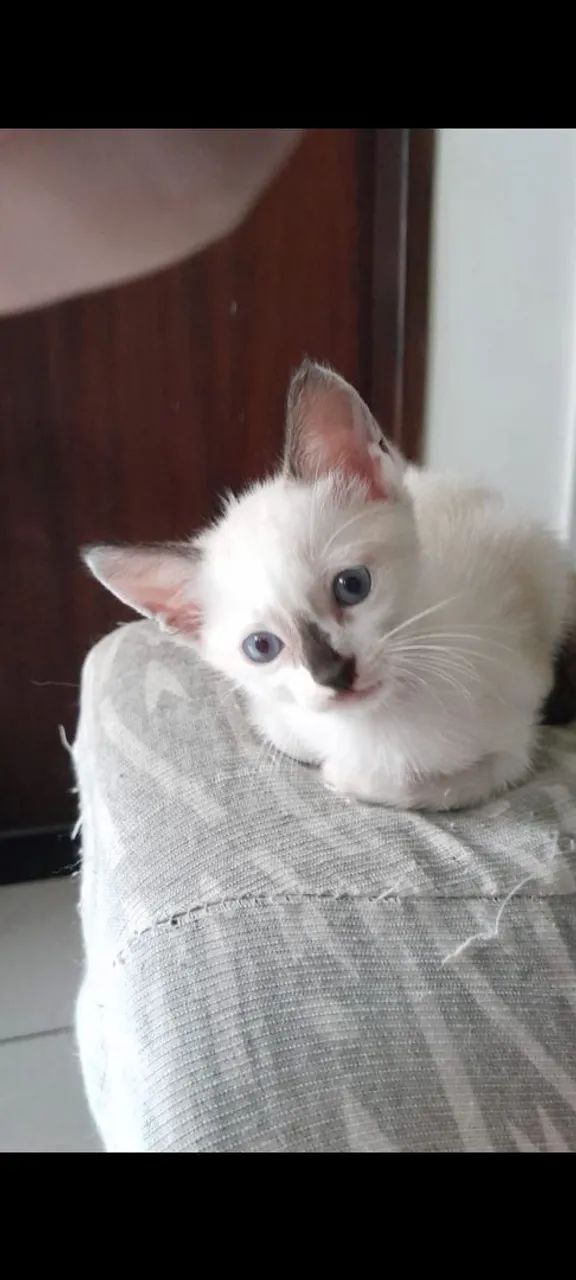 Gatos filhotes desmamado
