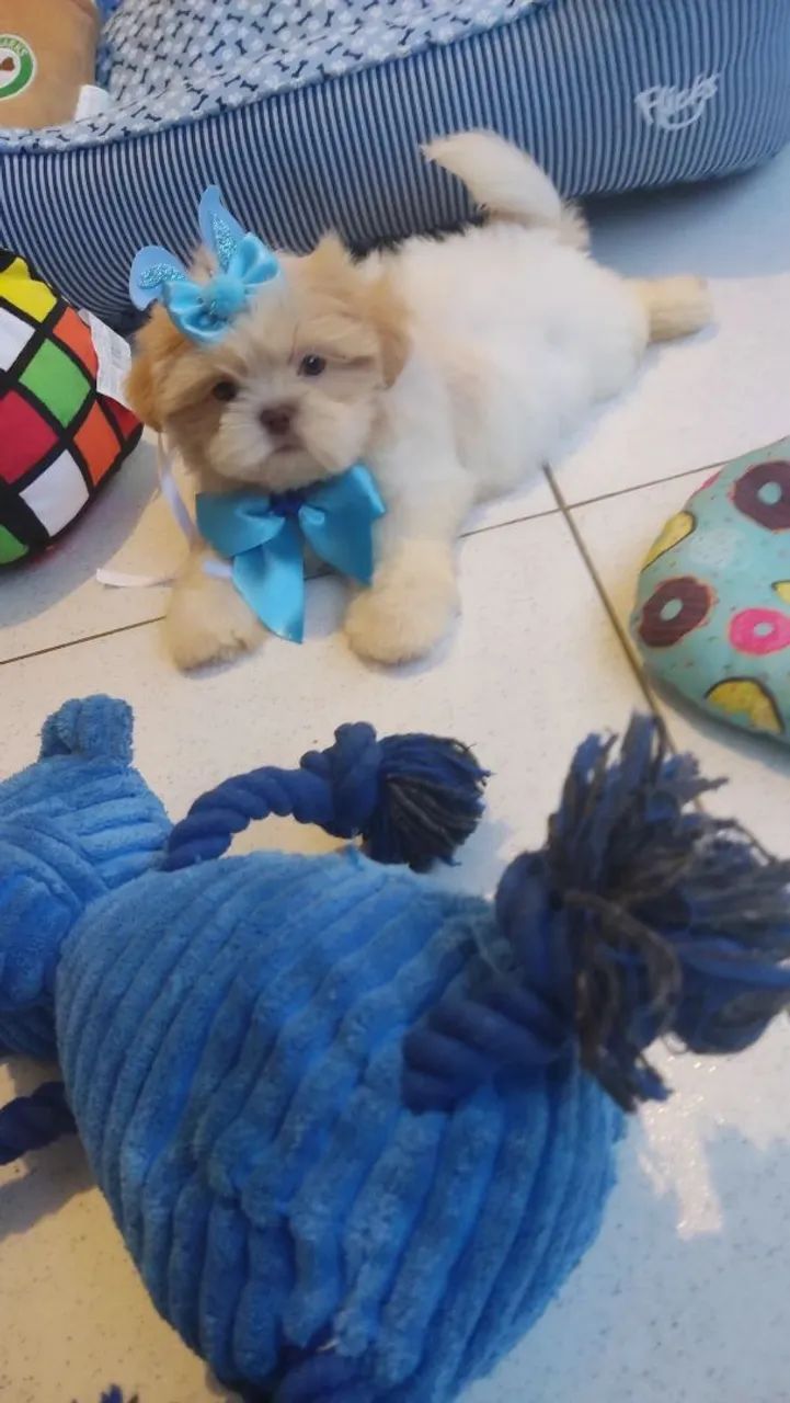 Shihtzu disponíveis para reserva  - Foto 5