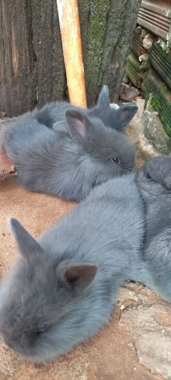 Coelhos  - Foto 2