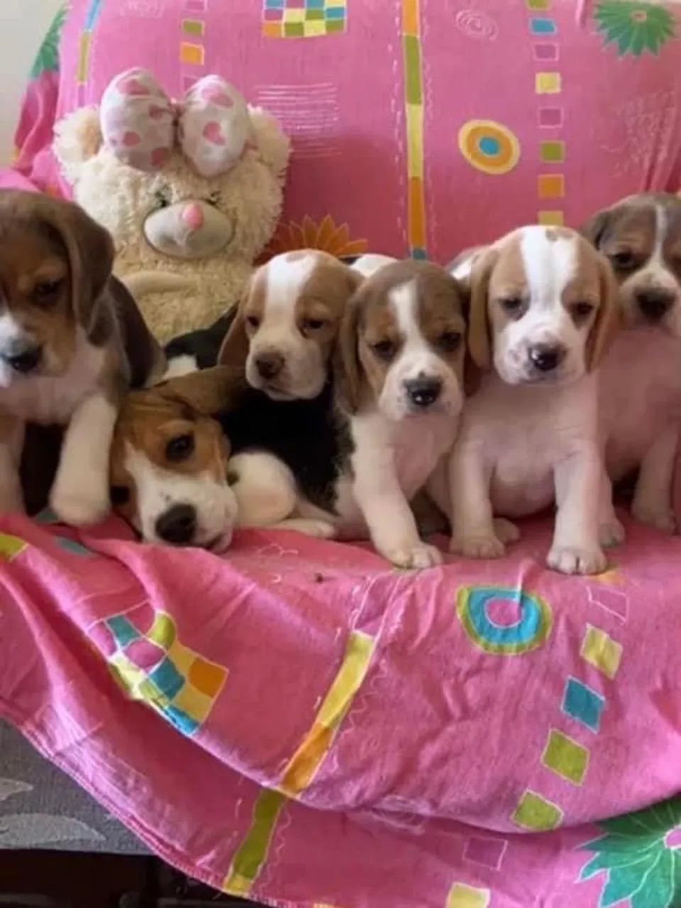 Beagles tricolor bicolor 