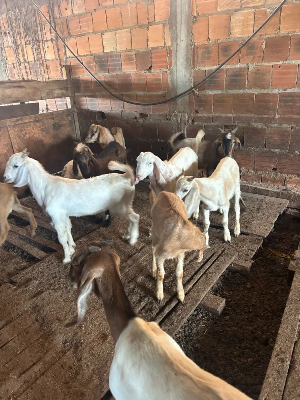 Cabrito e cabrita 