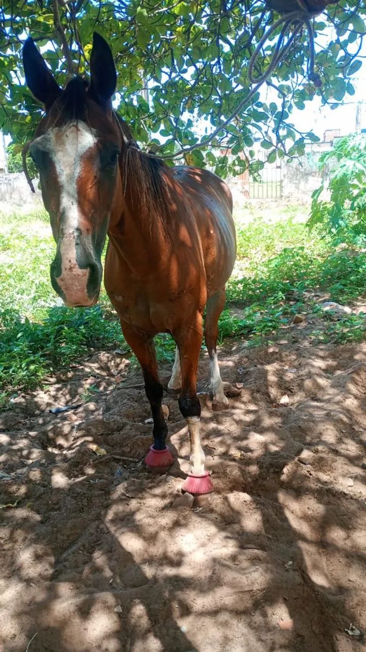 Égua de esteira  - Foto 2