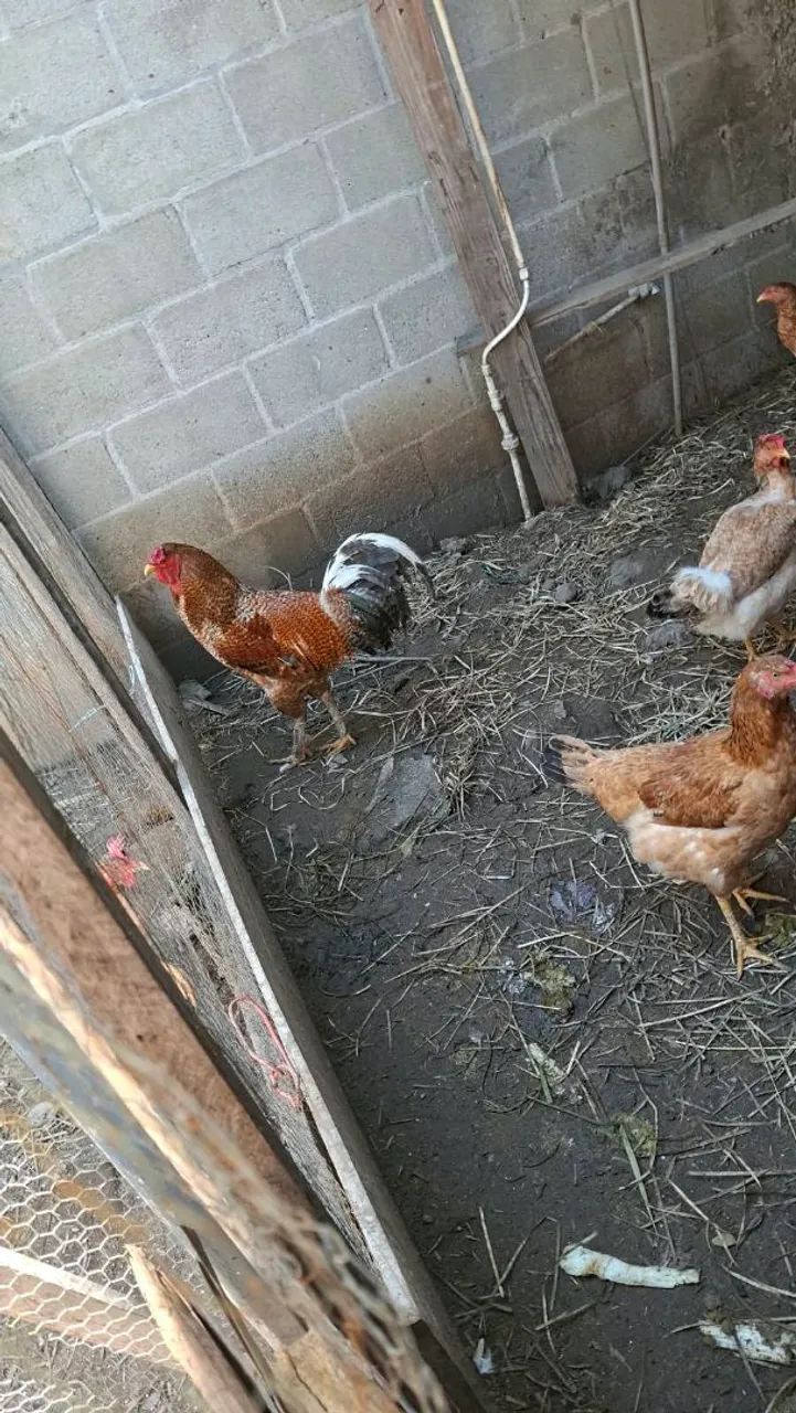 Galo e galinhas - Foto 3