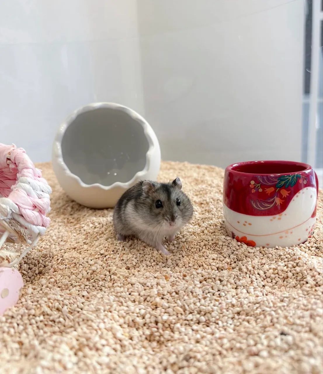 Hamster Anão russo filhote 