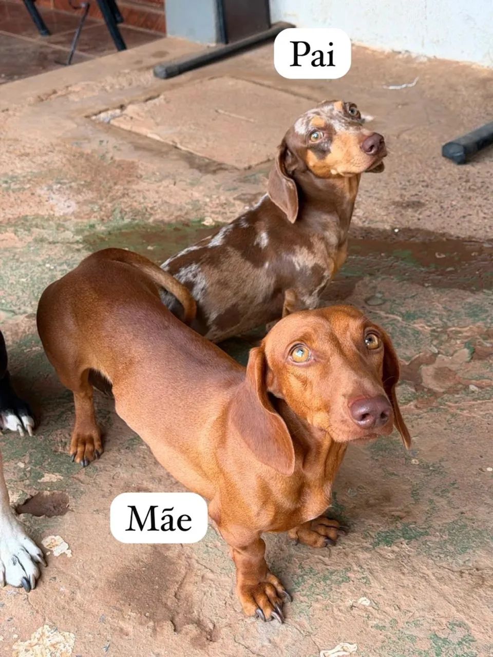 Filhote de Salsicha (Dachshund) - Foto 3