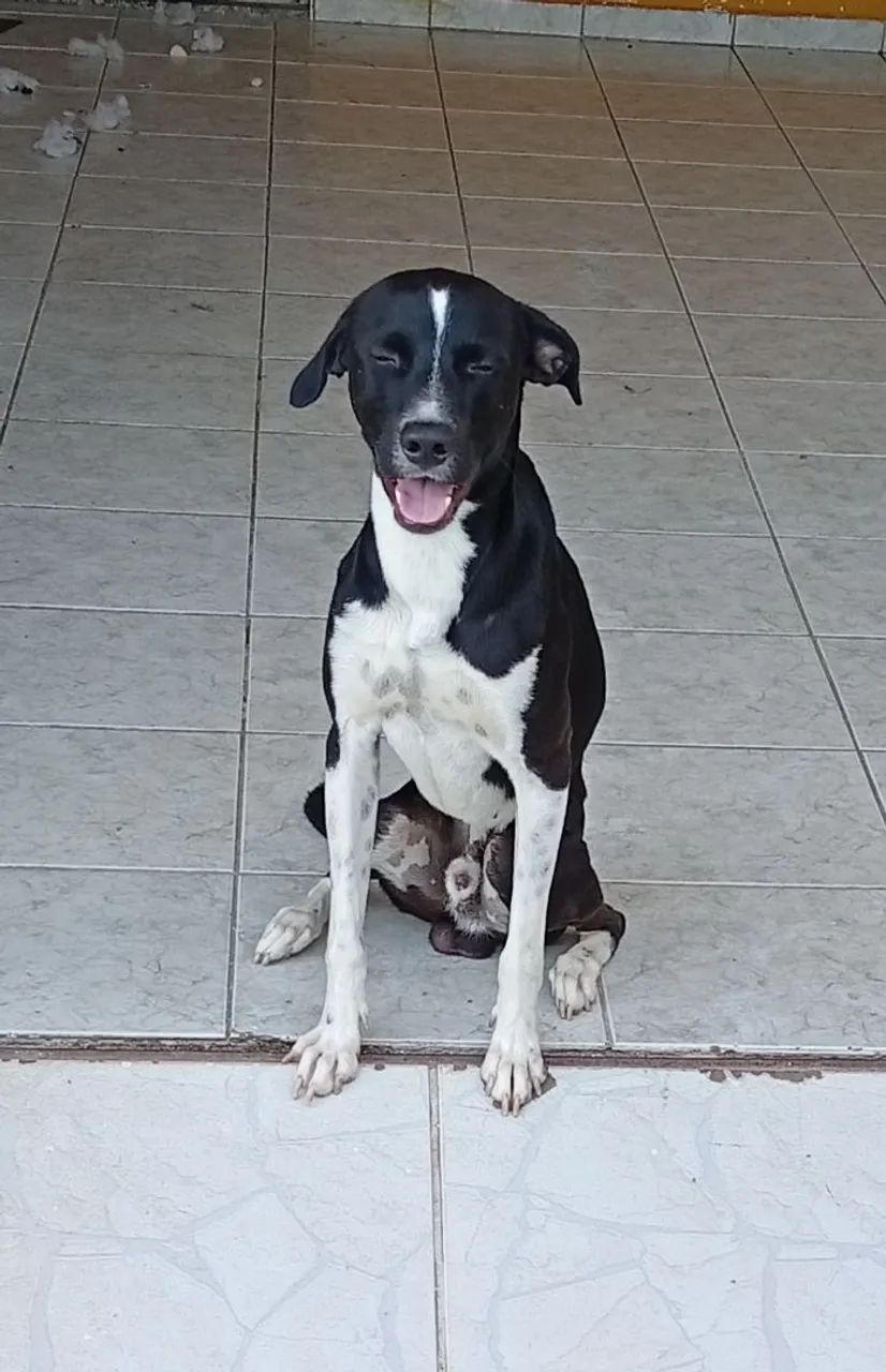 Adoção de cão...Leluque, um cão dócil, sensível e carente