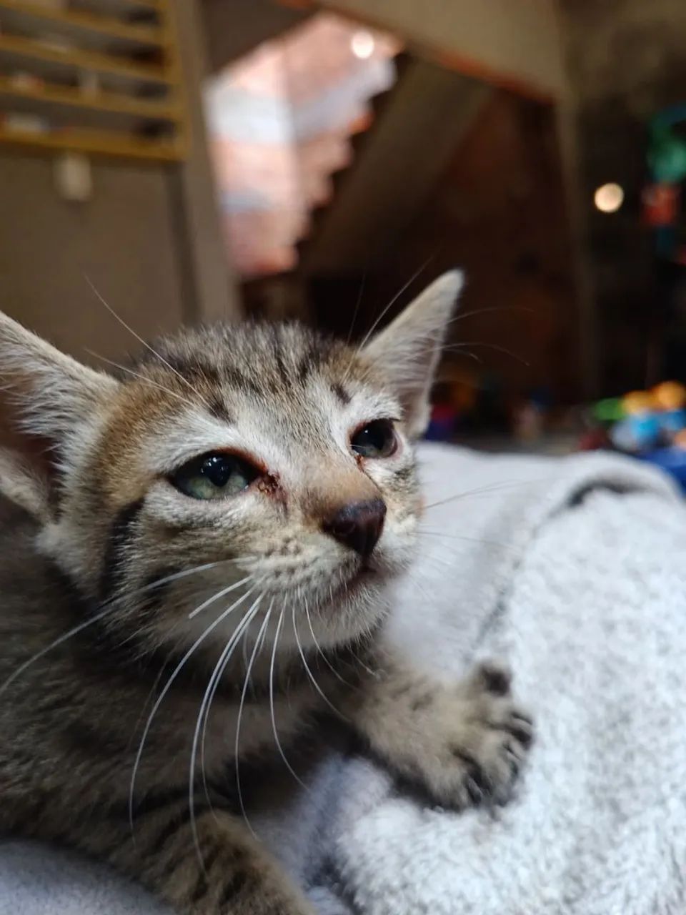 ADOÇÃO RESPONSÁVEL GATINHA