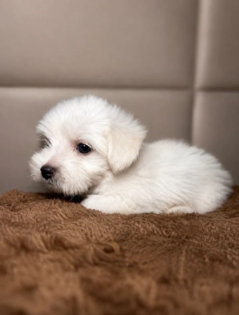 Poodle toy - Foto 3