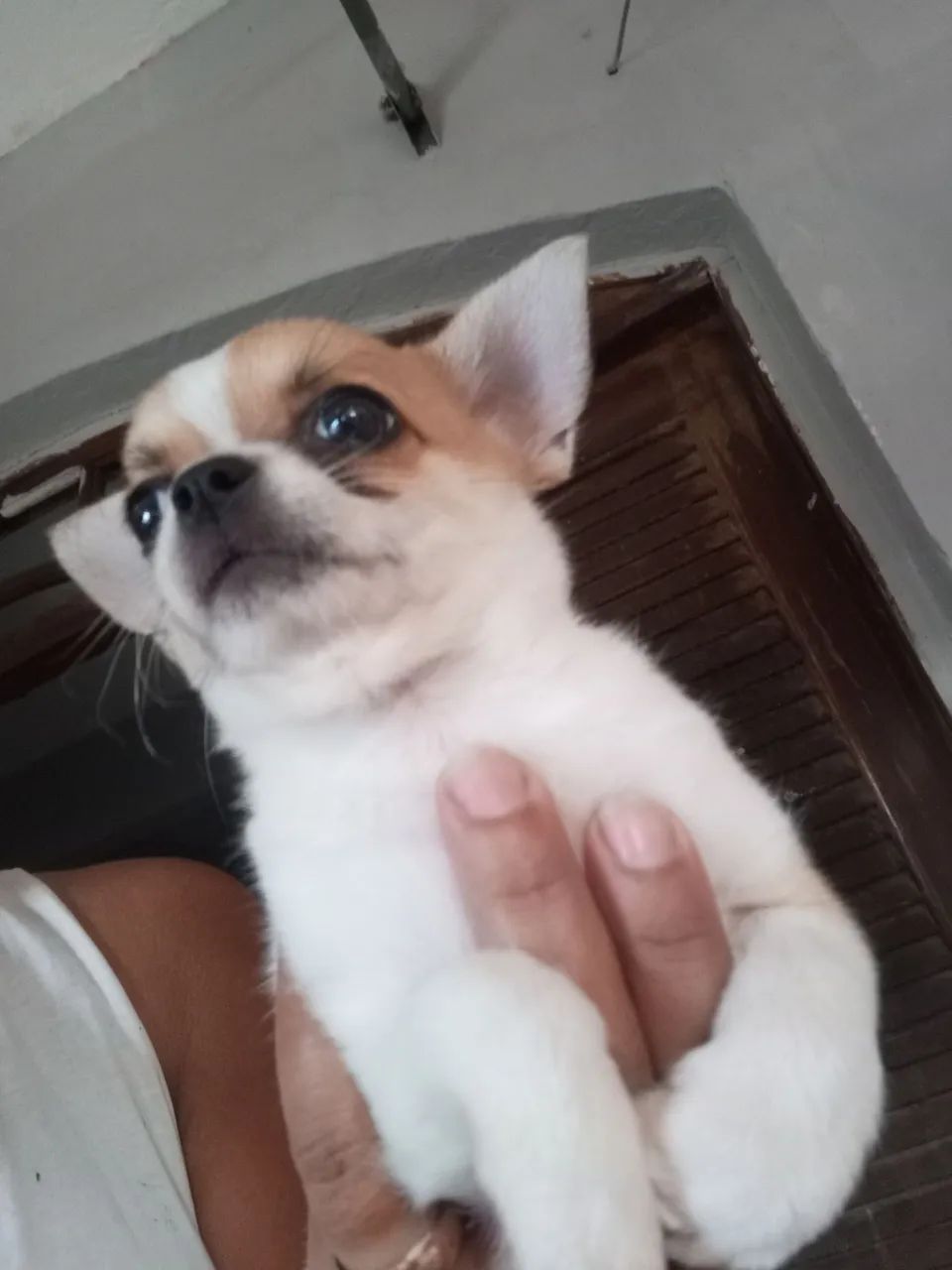 Chihuahua macho  - Foto 5