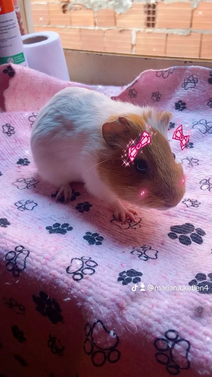 Porquinho da índia  - Foto 2