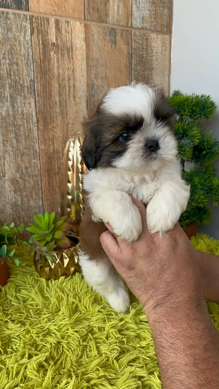 ShihTzu macho  - Foto 5