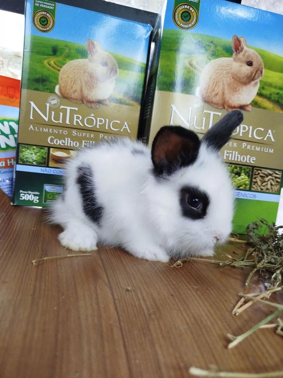 Mini Coelho Variadas Raças e VALORES  - Foto 3