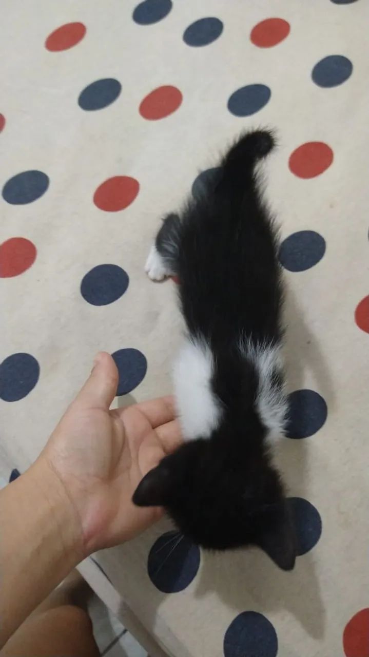 Doação de gatinhos - Foto 3