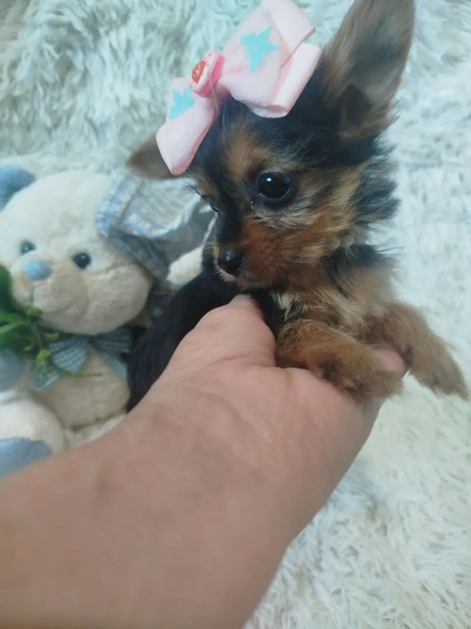 fêmea de york micro com 2 meses