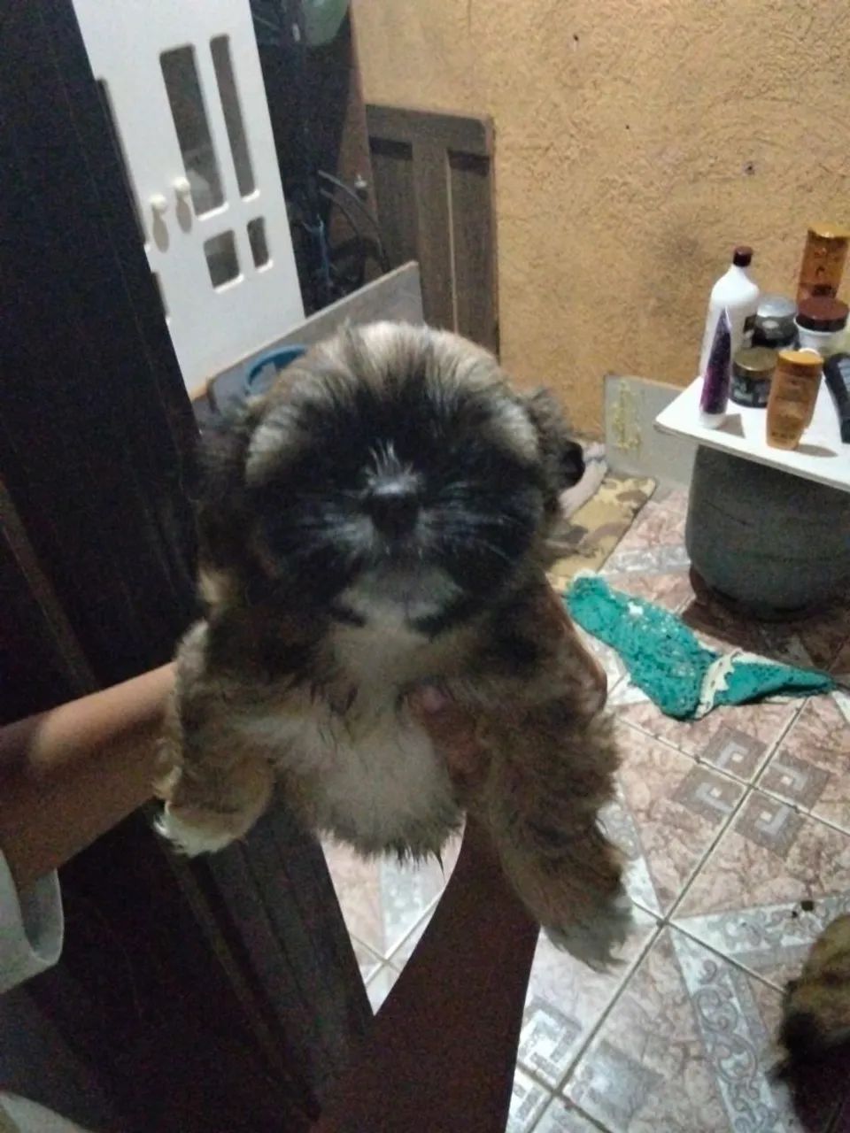 Cachorro chitos  - Foto 2