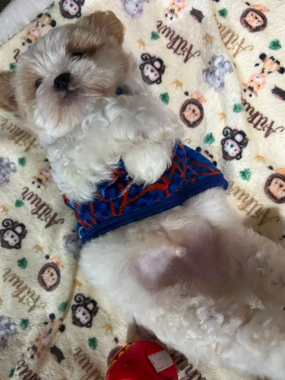 Shuitzu macho  - Foto 2