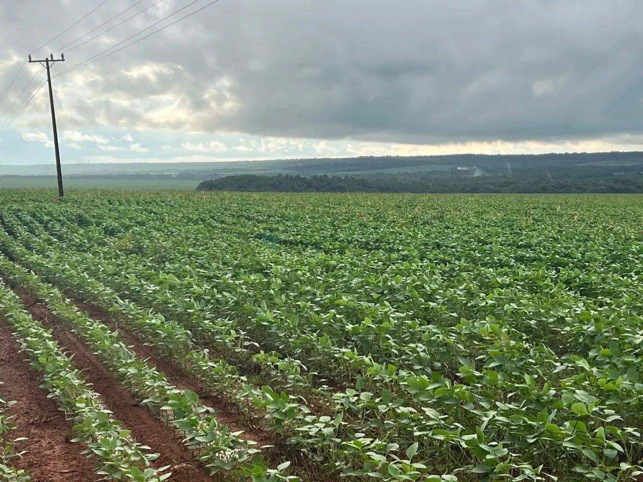 FAZENDA À VENDA  REGIÃO DE NOBRES / MT