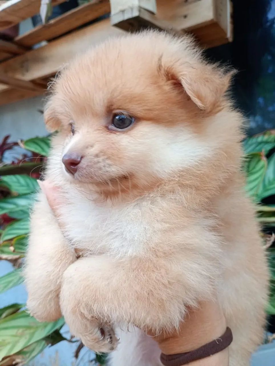 Spitz alemão macho - Foto 3