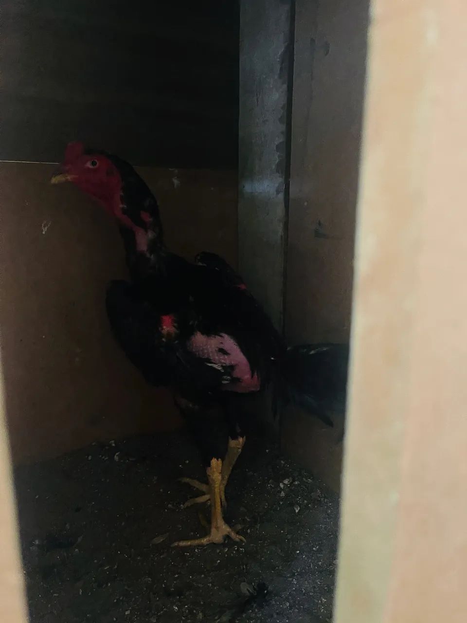 Vende-se frango 