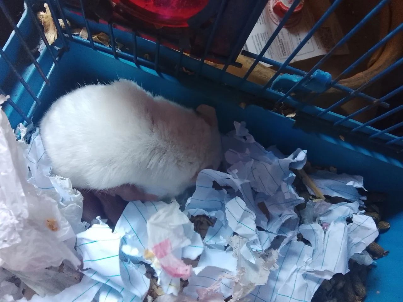 Hamster  - Foto 2