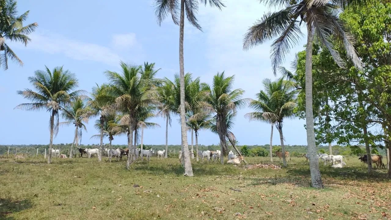 Fazenda a 7 Km da Praia e 22 km de Cabrália - Foto 2