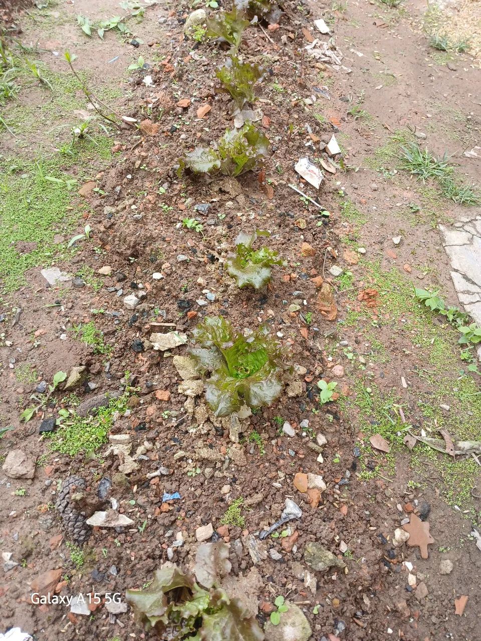 Ortalicas  - Foto 4