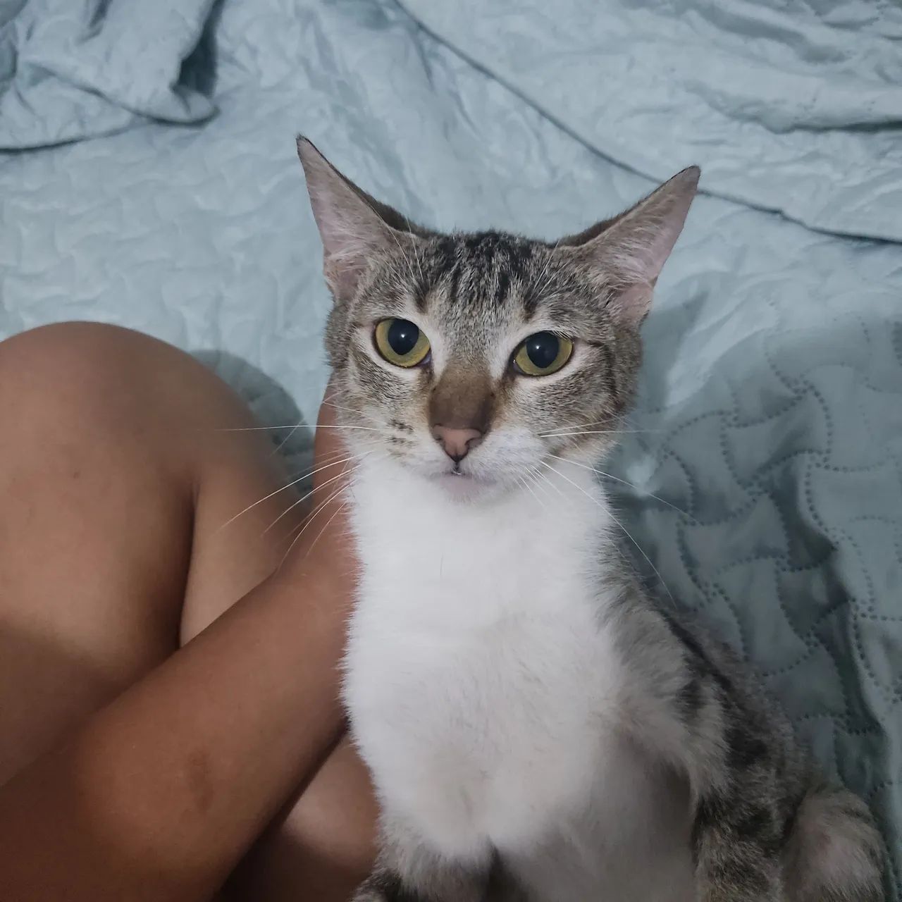 Gatinha pra doação  - Foto 2
