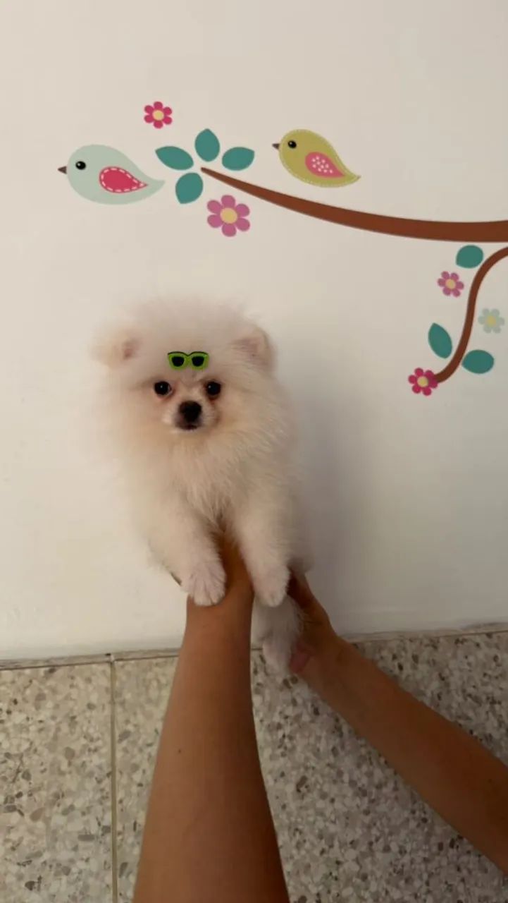  Spitz alemão anão  - Foto 2