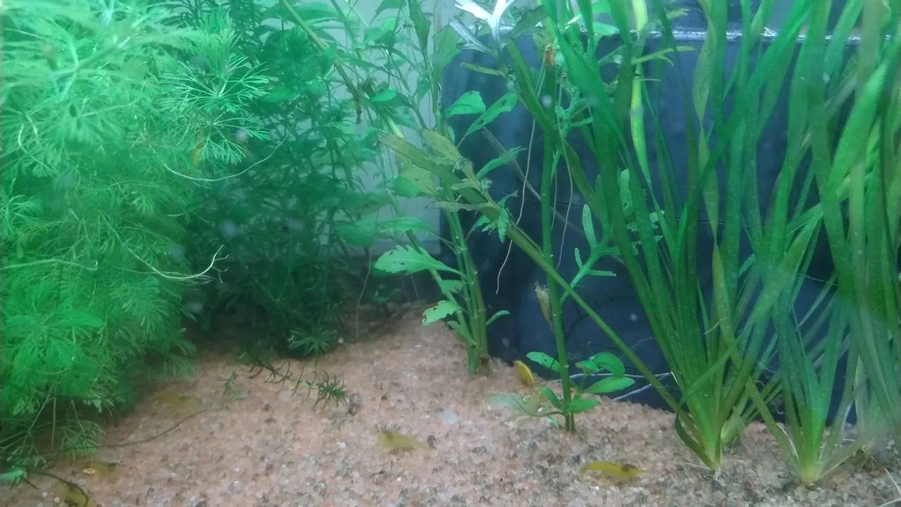 Aquários de camarões neocaridonas!!! - Foto 4