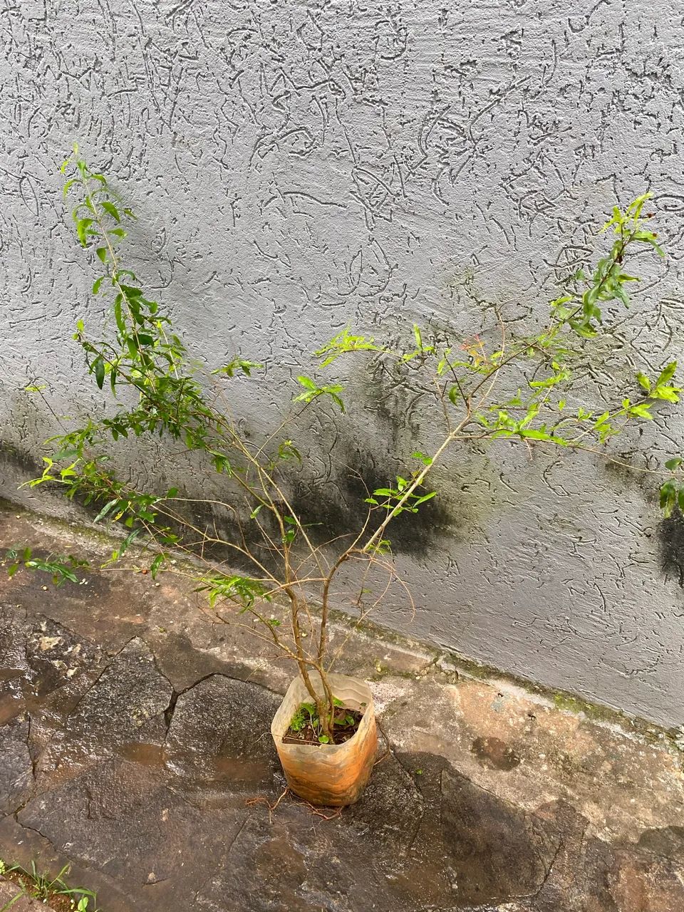 Muda de romã - Foto 3