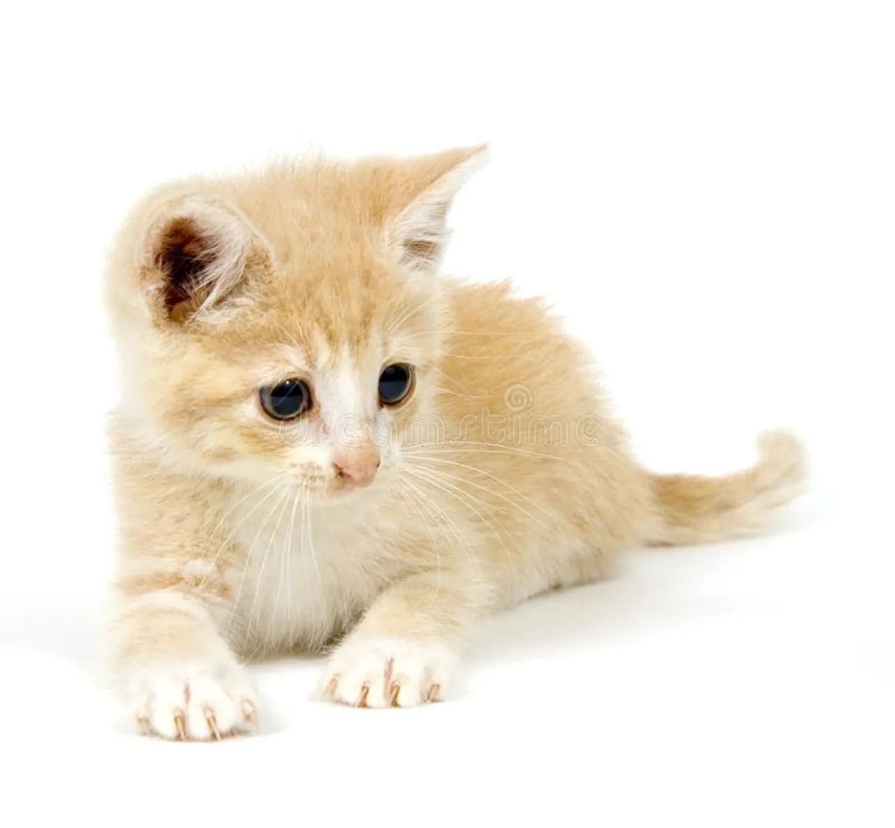 Filhotes de Angoras disponíveis  - Foto 2