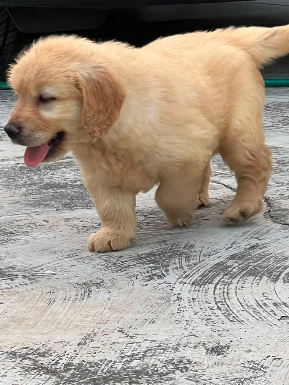 Golden retriever  - Foto 3