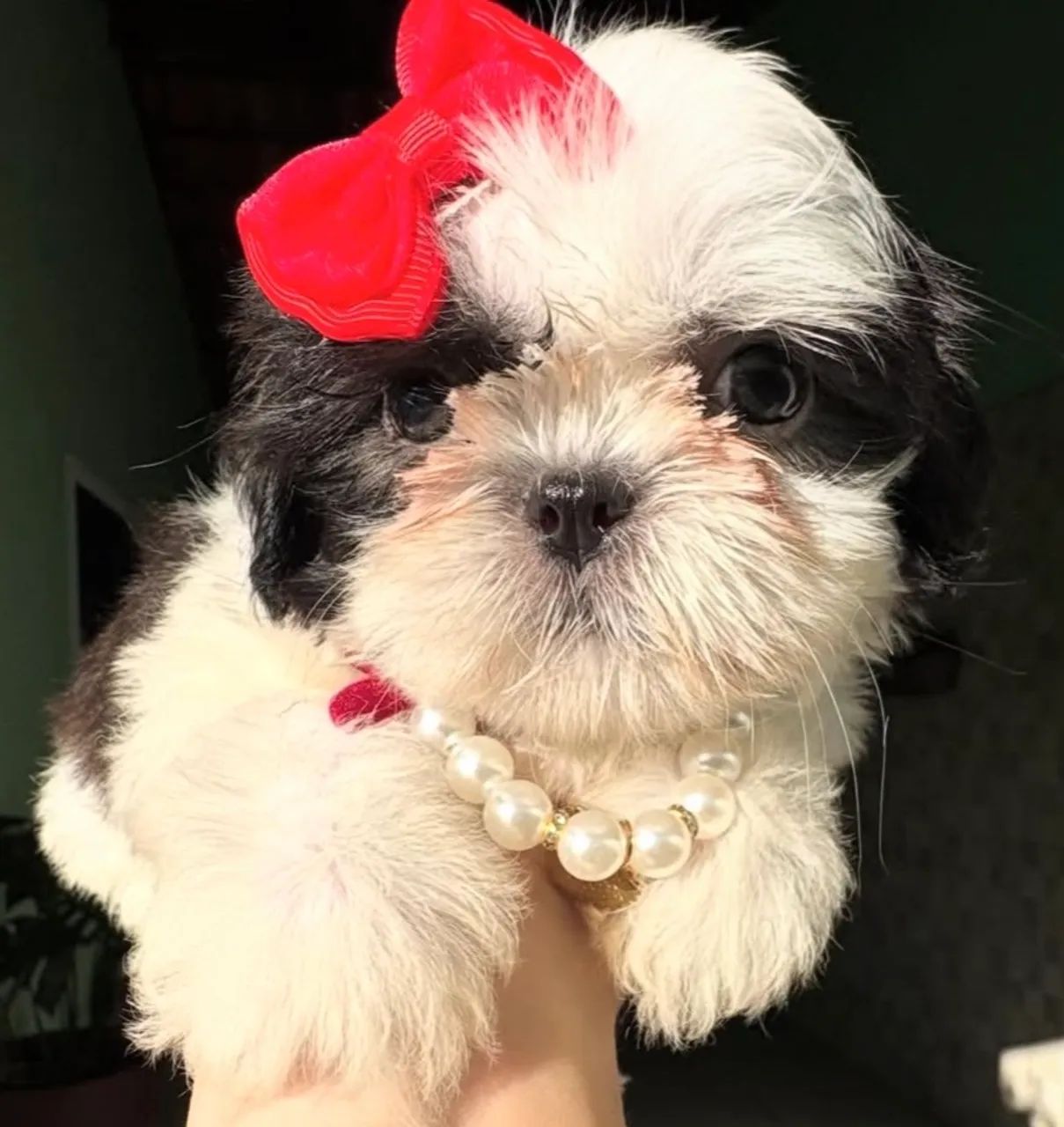 Vendo shih tzu fêmea micro, com pedigree e vacinas em dias  - Foto 3