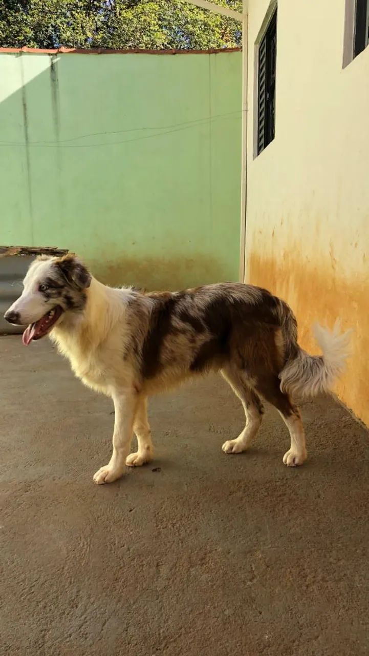 Border Collie macho - Foto 3
