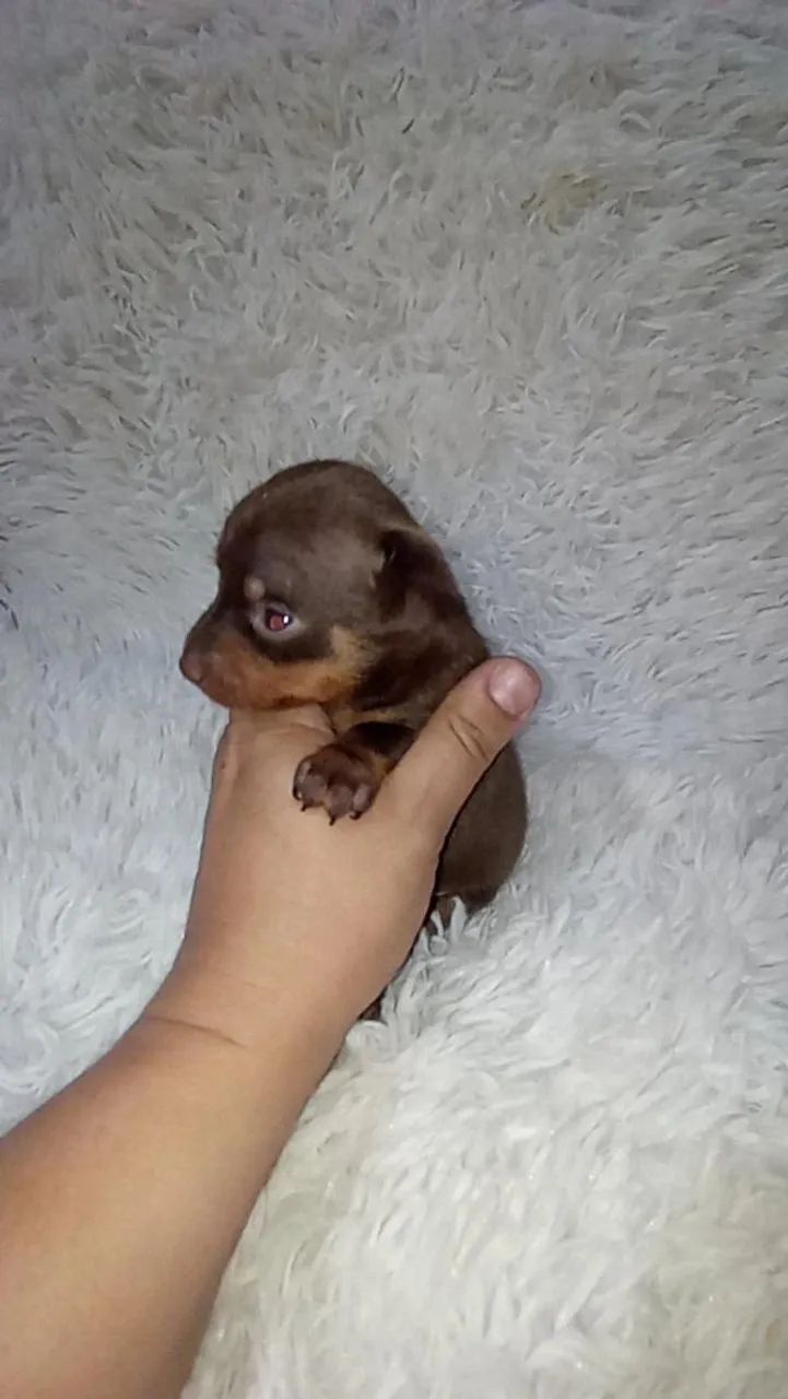 Pinscher zerinho macho( chocolate) - Foto 5