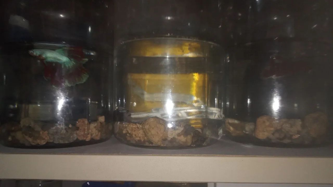 Aquários betta - Foto 3