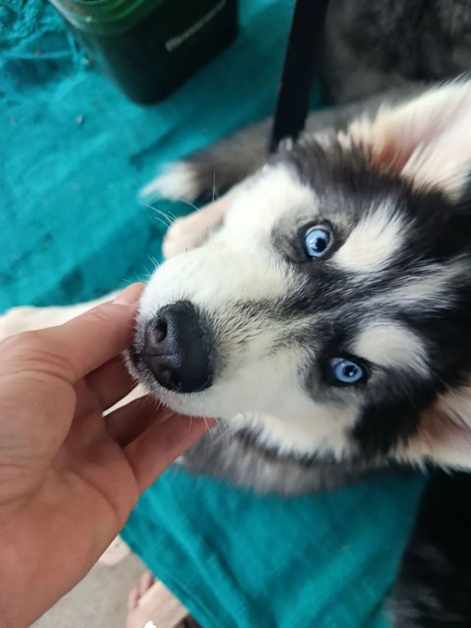 HUSKY SIBERIANO - Foto 2
